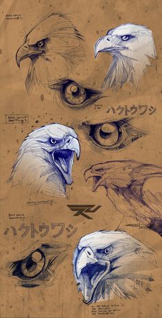 an eagle's head is shown in three different angles and looks like it has been drawn