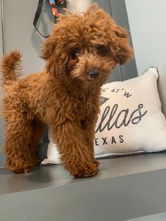 a small brown dog standing on top of a shelf next to a pillow and stuffed animal