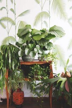 there are many different types of plants on the table and in front of the wall