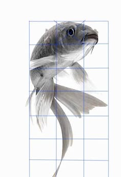 a drawing of a fish with lines drawn on it's body and the bottom half of its head