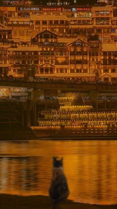 a cat is sitting on the edge of a body of water with buildings in the background