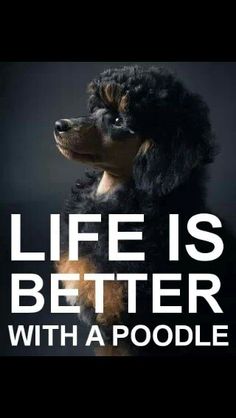 a black and brown poodle with the words life is better with a poodle