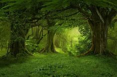 a lush green forest filled with lots of trees and grass on top of the ground