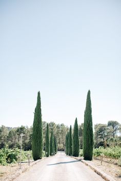 an empty road lined with trees and bushes