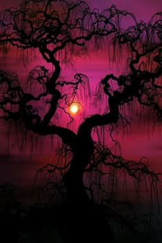 the sun is setting behind a tree with branches hanging down from it's branches