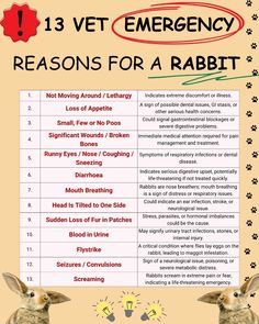 an animal's emergency plan is shown in this graphic above the words, 13 vet emergency reasons for a rabbit