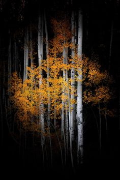 a grove of trees with yellow leaves in the dark