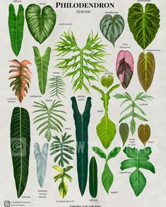 an illustration of different types of plants and their leaves, from the book'plant identification guide