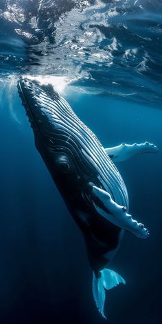 a humpback whale swimming in the ocean