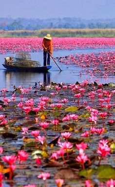 a person in a boat on a body of water with pink flowers floating around it