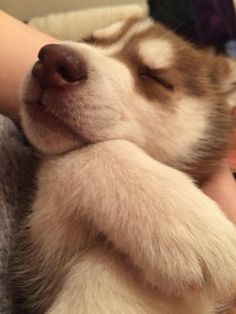 a small puppy is sleeping on its owner's lap