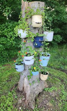 a tree that has some plants growing out of the top of it and hanging from it's sides