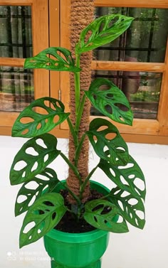 a potted plant with green leaves in front of a window