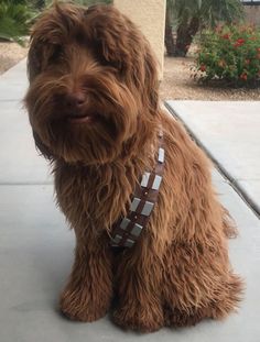 a shaggy brown dog sitting on top of a cement floor next to a house with flowers in the background