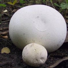 two white mushrooms sitting on the ground next to each other in the grass and dirt