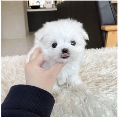 a small white dog sitting on top of a shaggy rug next to a person's hand