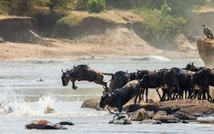 a herd of wild animals standing on top of a river