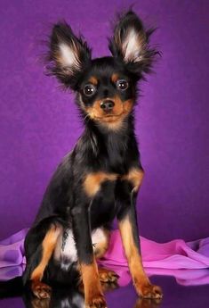 a small black and brown dog sitting on top of a table