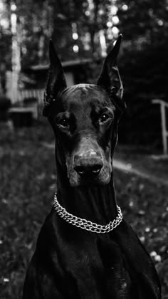 a black and white photo of a dog with a chain on it's collar