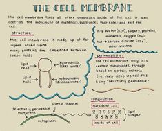 the cellmembrane diagram is shown on a piece of paper with writing underneath it