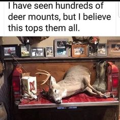 a deer that is laying down on a bench