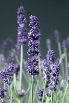 lavender flowers are growing in the field