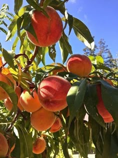 a tree filled with lots of ripe peaches