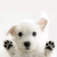 a small white dog with its paws up