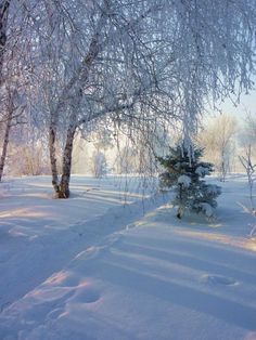 snow covered trees in the middle of a field