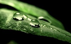 three drops of water on a green leaf