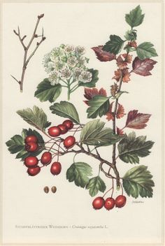 an illustration of berries and leaves on a branch