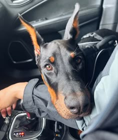 a black and brown dog sitting in the driver's seat of a car with his head sticking out