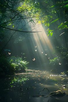 the sun shines through the trees and leaves on the water in the forest with butterflies flying around