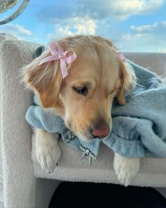 a dog laying on top of a blanket in the back of a car with it's head resting on its paw