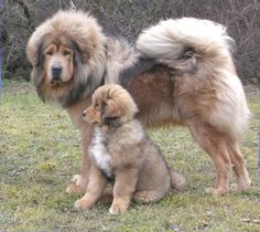 two dogs standing next to each other in the grass