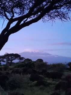 a tree with snow capped mountain in the distance behind it at dusk or dawn time