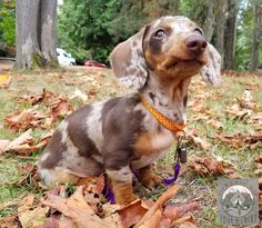 a small brown and black dog sitting on top of leaves in the grass next to trees