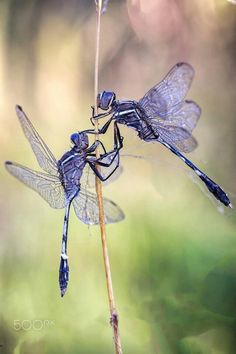 two blue dragonflies sitting on top of a plant