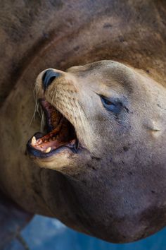 a close up of a seal with its mouth open