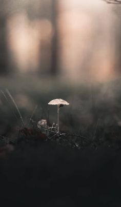 a small mushroom sitting on the ground