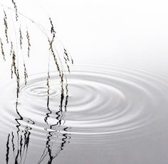 water ripples on the surface of a lake with reeds in the foreground