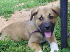 a brown dog laying on top of grass next to a metal pole with its tongue hanging out