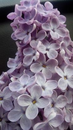 purple lilacs are blooming in the garden