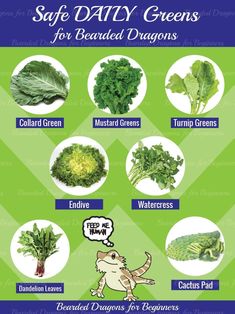 an illustrated guide to the different types of leafy greens for bedded dragones