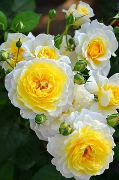 several white and yellow roses with green leaves