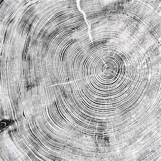 an image of a tree that has been cut into circles and is black and white