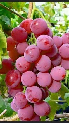 the grapes are ready to be picked from the tree