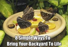 three butterflies sitting on top of a plate with lemon slices and fruit in it,