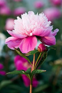 a pink flower with green leaves in the foreground