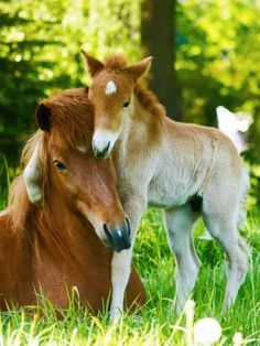 two brown horses standing next to each other on a lush green field